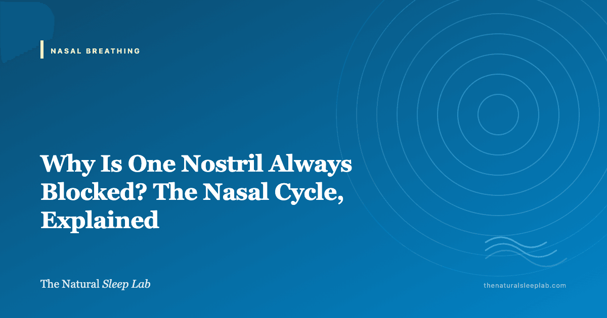 Why Is One Nostril Always Blocked? The Nasal Cycle, Explained — The Natural Sleep Lab illustrated guide